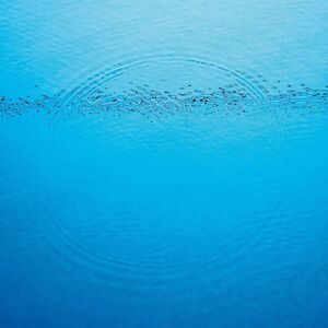 Caribou - Suddenly  CD